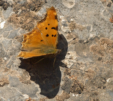 Southern Comma, Polygonia egea. Turkey d. 24 may 2009. Photographer; Troells Melgaard