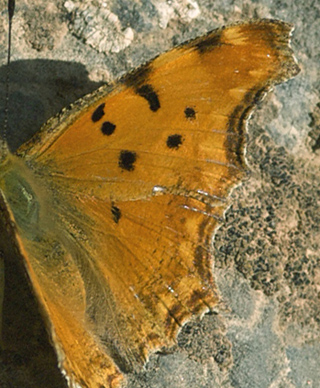 Southern Comma, Polygonia egea. Turkey d. 24 may 2009. Photographer; Troells Melgaard