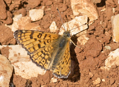 Glanville Fritillary, Melitaea cinxia. Turkey d. 26 may 2009. Photographer; Troells Melgaard