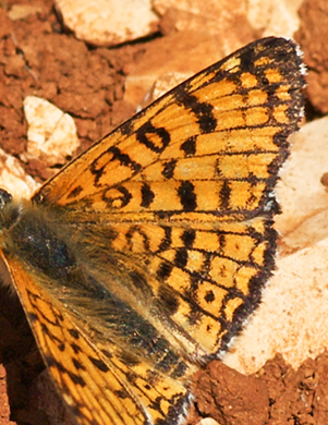 Glanville Fritillary, Melitaea cinxia. Turkey d. 26 may 2009. Photographer; Troells Melgaard