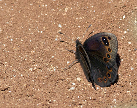 Protoerebia afra. Nemrud Dagi, Turkey d. 26 may 2009. Photographer; Troells Melgaard