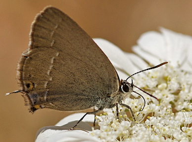 Satyrium abdominalis. Turkey d. 26 may 2009. Photographer; Troells Melgaard