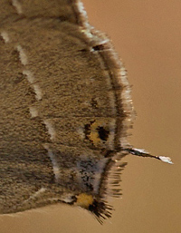 Satyrium abdominalis. Turkey d. 26 may 2009. Photographer; Troells Melgaard