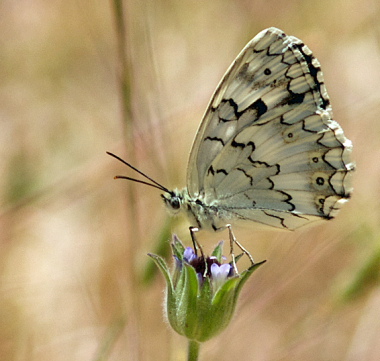 Balkan Marbled White, Melanargia larissa. Turkey d. 26 may 2009. Photographer; Troells Melgaard