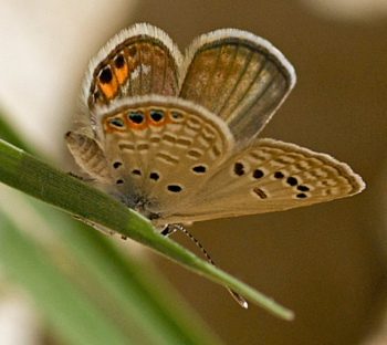 Grass Jewel, Chilades trochilus. Turkey d. 27 may 2009. Photographer; Troells Melgaard