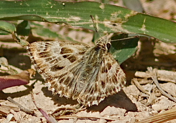 Marbled Skipper, Carcharodus lavatherae. Turkey d. 27 may 2009. Photographer; Troells Melgaard