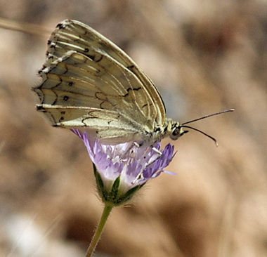 Mountain Marbled White, Melanargia titea ssp.: standfussi. Turkey d. 28 may 2009. Photographer; Troells Melgaard