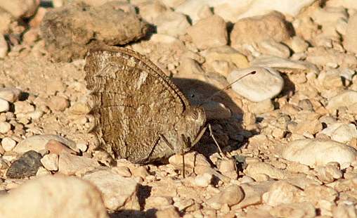 Klug's Tawny Rockbrown, Pseudochazara pelopea. Turkey d. 28 may 2009. Photographer; Troells Melgaard