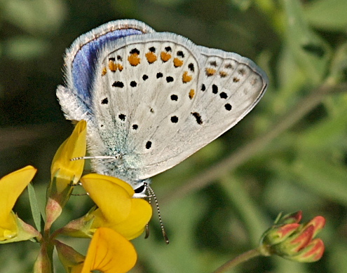 Chapman's Blue, Polyommatus thersites. Turkey d. 29 may 2009. Photographer; Troells Melgaard