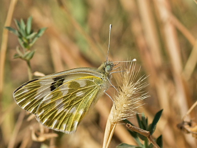 Bath White, Pontia edusa / daplidice. Turkey d. 29 may 2009. Photographer; Troells Melgaard