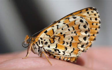 Spotted Fritillary, Melitaea didyma. Turkey d. 29 may 2009. Photographer; Troells Melgaard