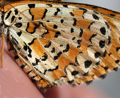 Spotted Fritillary, Melitaea didyma. Turkey d. 29 may 2009. Photographer; Troells Melgaard