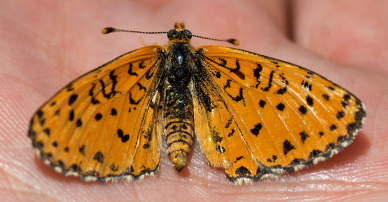 Spotted Fritillary, Melitaea didyma. Turkey d. 29 may 2009. Photographer; Troells Melgaard