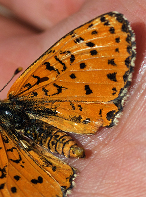 Spotted Fritillary, Melitaea didyma. Turkey d. 29 may 2009. Photographer; Troells Melgaard