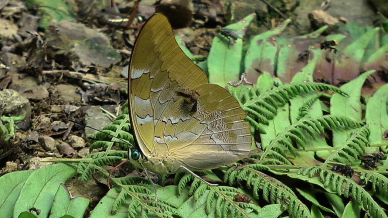 Prepona pheridamas, Rio Rufus, Yungas, Bolivia d. 1 february 2011 Photographer; Peter Mllmann