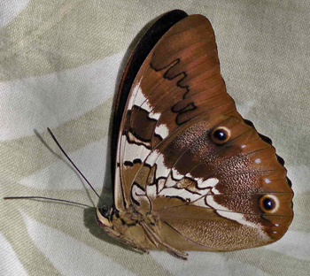 Prepona deiphile xenagoras. Yungas, Bolivia. January 2011. Photographer; Peter Møllmann