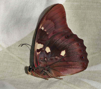 Prepona praeneste buckleyana. Yungas, Bolivia. January 2011. Photographer; Peter Møllmann