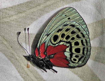 Asterope optima. Yungas, Bolivia. January 2011. Photographer; Peter Møllmann