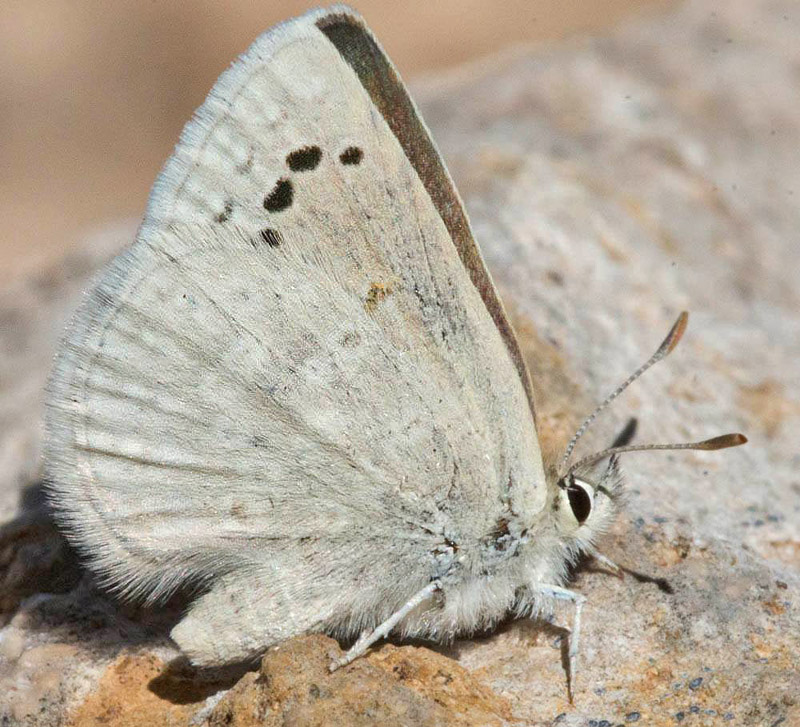 Pseudolucia toroto (Guerra & Siebel, 2016). Torotoro Dinosaurs National Park, Potos, Bolivia d. 2 may 2016. Photographer; Gottfried Siebel