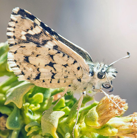 Pyrgus bocchoris (Hewitson, 1874). Nationalpark Eduardo Avaroa, Sur Lipez Province, Bolivia d. 22 - 24 october2016. Photographer; Gottfried Siebel