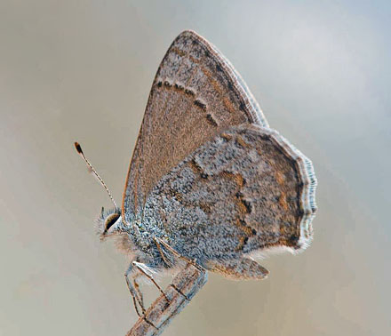 Strymon oribata (Weymer, 1890). Potosi. Bolivia d. 13 december 2016. Photographer; Gottfried Siebel