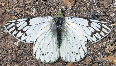 Tatochila mercedis macrodice (Staudinger, 1899).  Illimani, Cordillera Real, Bolivia d. 15 november 2016. Photographer; Gottfried Siebel