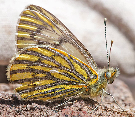 Tatochila mercedis macrodice (Staudinger, 1899). Nationalpark Eduardo Avaroa, Sur Lipez Province, Bolivia d. 22 - 24 october2016. Photographer; Gottfried Siebel