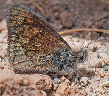 Faunula eleates (Weymer, 1890)? Nationalpark Eduardo Avaroa, Sur Lipez Province, Bolivia d. 22 - 24 october2016. Photographer; Gottfried Siebel