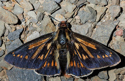 Metardaris cosinga (Hewitson, 1874). Urmiri, La Paz, Bolivia d. 26 september 2016. Photographer; Gottfried Siebel