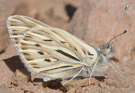 Infraphulia illimani (Weymer, 1890).  Monte de Calvario, Uyuni, sw. Bolivia d. 2 may 2016. Photographer; Gottfried Siebel