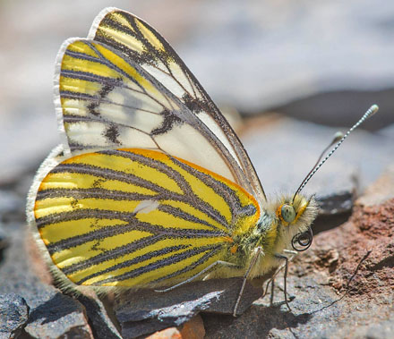 Tatochila mercedis macrodice (Staudinger, 1899).  Illimani, Cordillera Real, Bolivia d. 15 november 2016. Photographer; Gottfried Siebel