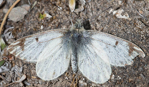 Phulia nymphula (Blanchard, 1852).  Illimani, Cordillera Real, Bolivia d. 15 november 2016. Photographer; Gottfried Siebel