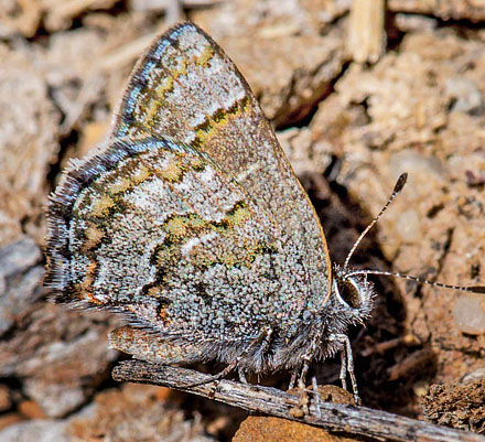 Strymon oribata (Weymer, 1890). Nationalpark Eduardo Avaroa, Sur Lipez Province, Bolivia d. 22 - 24 october2016. Photographer; Gottfried Siebel