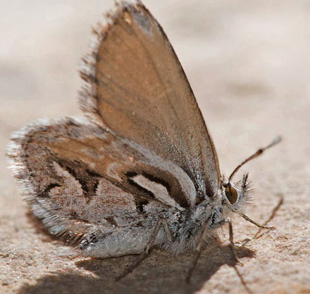 Itylos titicaca (Weymer 1890). Huarina, Titicaca Lake, Bolivia d. 4 december 2016. Photographer; Gottfried Siebel
