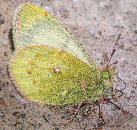 Colias flaveola blameyi (Jörgensen, 1916). Nationalpark Eduardo Avaroa, Sur Lipez Province, Bolivia d. 22 - 24 october2016. Photographer; Gottfried Siebel
