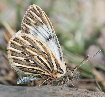 Phulia nymphula (Blanchard, 1852).  Illimani, Cordillera Real, Bolivia d. 15 november 2016. Photographer; Gottfried Siebel