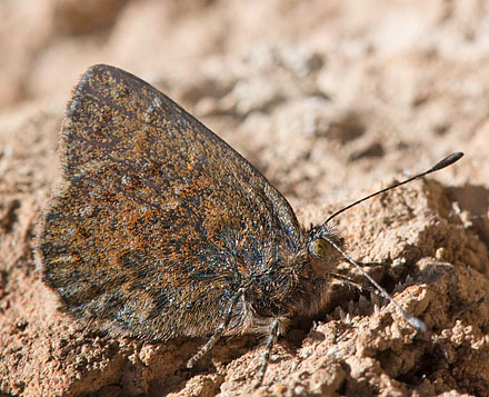 Penaincisalia culminicola (Staudinger 1894). Huarina, Titicaca Lake, Bolivia d. 4 december 2016. Photographer; Gottfried Siebel