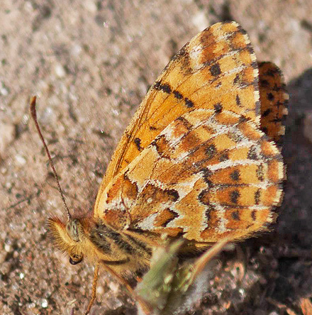 Yramea sobrina (Weymer, 1890). Monte de Calvario, Uyuni, sw. Bolivia d. 2 may 2016. Photographer; Gottfried Siebel