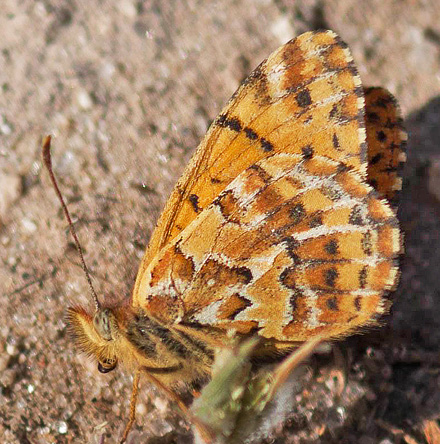 Yramea sobrina (Weymer, 1890).   Monte de Calvario, Uyuni, sw. Bolivia d. 2 may 2016. Photographer; Gottfried Siebel