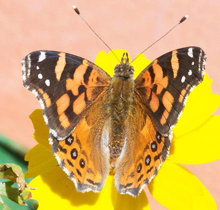 Southern Lady, Vanessa carye (Hbner, 1812).  Monte de Calvario 4000 m. Uyuni, Bolivia d. 2 May 2017. Photographer; Gottfried Siebel