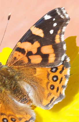 Southern Lady, Vanessa carye (Hbner, 1812).  Monte de Calvario 4000 m. Uyuni, Bolivia d. 2 May 2017. Photographer; Gottfried Siebel