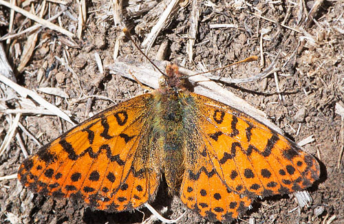 Yramea sobrina (Weymer, 1890). Huarina, Titicaca Lake, Bolivia d. 4 december 2016. Photographer; Gottfried Siebel