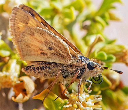 Hylephila phyleus (Drury, 1773). Nationalpark Eduardo Avaroa, Sur Lipez Province, Bolivia d. 22 - 24 october2016. Photographer; Gottfried Siebel