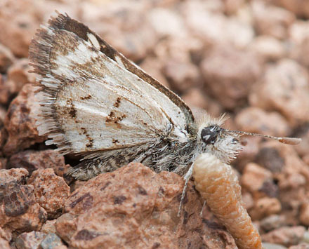 Pyrgus limbata limbata. Nationalpark Eduardo Avaroa, Sur Lipez Province, Bolivia d. 22 - 24 october2016. Photographer; Gottfried Siebel