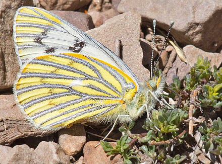 Tatochila xanthodice paucar (Lamas, 1981)? Huarina, Titicaca Lake, Bolivia d. 4 december 2016. Photographer; Gottfried Siebel