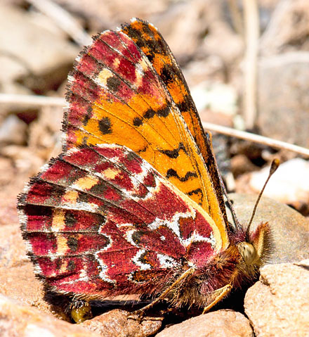 Yramea sobrina (Weymer, 1890).  Huarina, Titicaca Lake, Bolivia d. 4 december 2016. Photographer; Gottfried Siebel