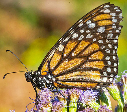 Soldier, Danaus eresimus plexaure (Godart, 1819). National Park Torotoro, Potos, Bolivia d. 2 may2016. Photographer; Gottfried Siebel