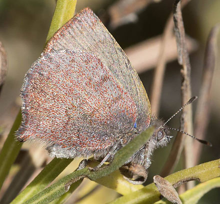 Rhamma amethystina (Hayward, 1949). Urmiri, La Paz, Bolivia d. 26 september 2016. Photographer; Gottfried Siebel