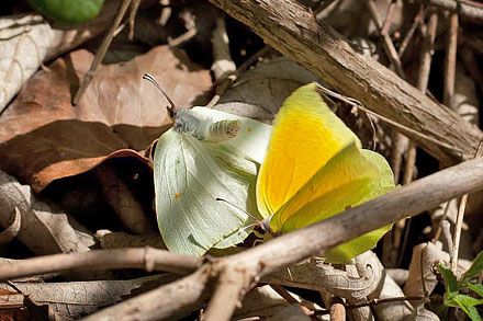 Orange Citronsommerfugl, Gonepteryx cleopatra. Provence, det sydstlig Frankrig d. 5 april 2011. Fotograf; Tom Nygaard Kristensen