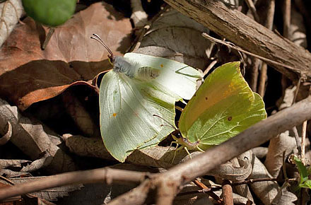 Orange Citronsommerfugl, Gonepteryx cleopatra. Provence, det sydøstlig Frankrig d. 5 april 2011. Fotograf; Tom Nygaard Kristensen